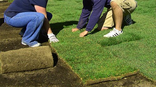 Газон рулонный Универсальный + Теневыносливый