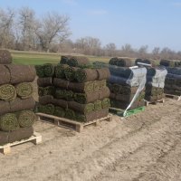 ГАЗОН РУЛОННЫЙ КРАСНОДАР ПИТОМНИК