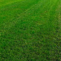 Газон рулонный Универсальный + Теневыносливый Газон рулонный Универсальный + Теневыносливый