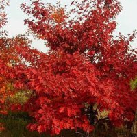 Дуб Quercus Rubra