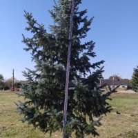 Ель колючая Хупси (Hoopsii) h250-300 см
